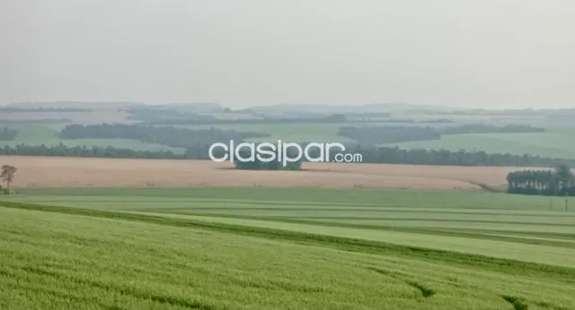 Campo Agrícola Mecanizado en Pirapó - 188 Ha — foto 3