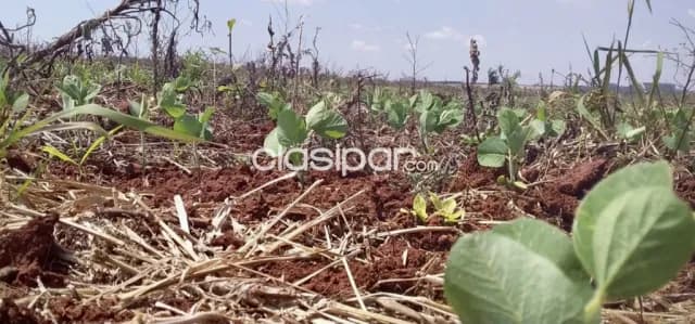 Campo Agrícola Mecanizado en Pirapó - 188 Ha — foto 4