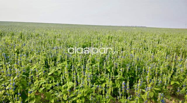 Campo Agrícola/Ganadero en San Ignacio - 218 Ha