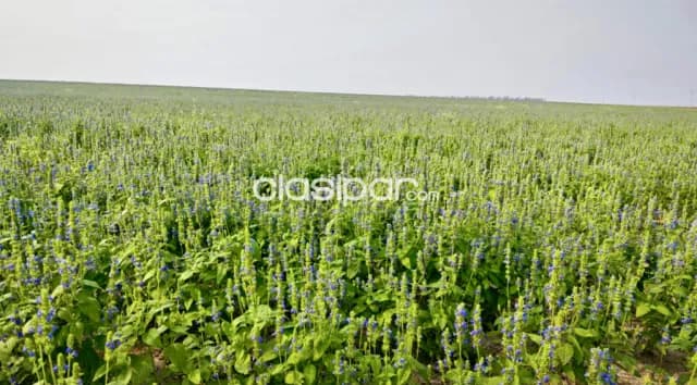 Campo Agrícola/Ganadero en San Ignacio - 218 Ha, foto 2