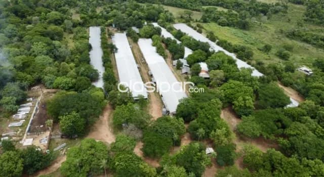 Granja Avícola Operativa en Altos - 22 Ha, foto 2