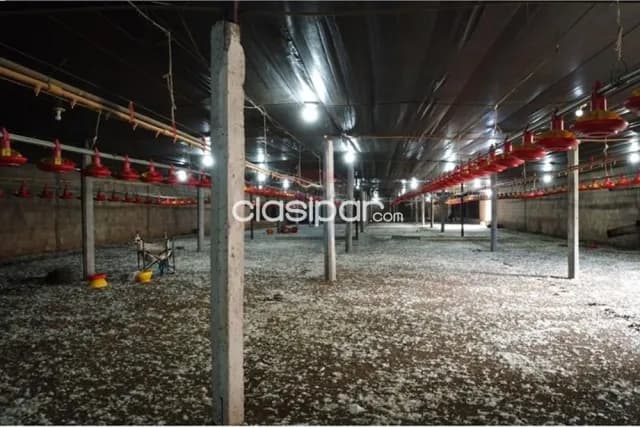 De granja avicola en la ciudad de altos — foto 3