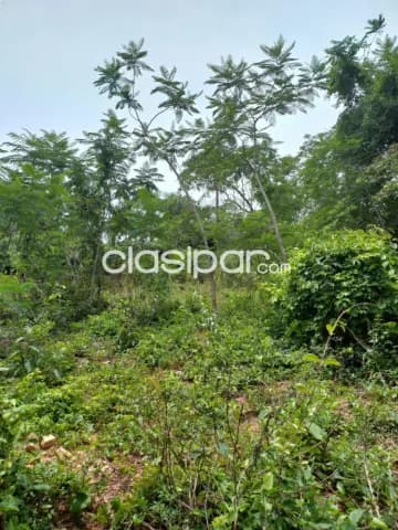 2,6 ha.campo en nueva colombia-bºsan miguel, foto 3