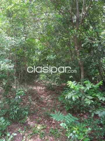 2,6 ha.campo en nueva colombia-bºsan miguel, foto 5