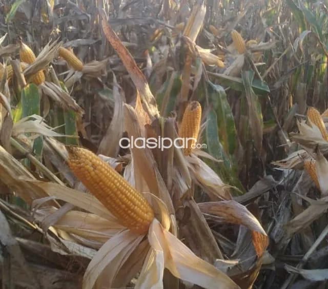 Campo Agrícola Mecanizado en Jesús - 200 Ha — foto 3