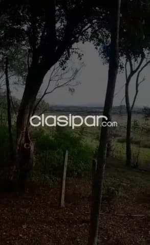 Acahay, la colemena: 55 has, zona alta, prox. Ruta, desarrollo variado, p/ granja, criader — foto 4