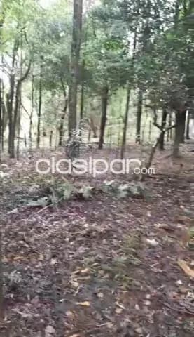 Acahay, la colemena: 55 has, zona alta, prox. Ruta, desarrollo variado, p/ granja, criader — foto 5