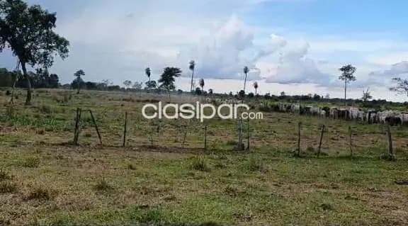 San pedro y antequera s/ ruta: 700 has formadas, instalaciones, pasturas, agro-ganadera, foto 3