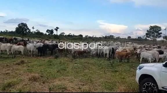 San pedro y antequera s/ ruta: 700 has formadas, instalaciones, pasturas, agro-ganadera, foto 4