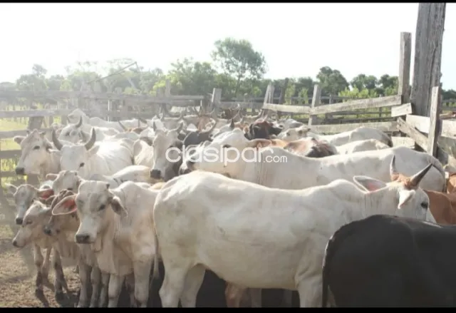 Repatriación, caaguazú: 180 has, 50% mecanizada, alta producción en vigencia, 25.000.000 g — foto 3