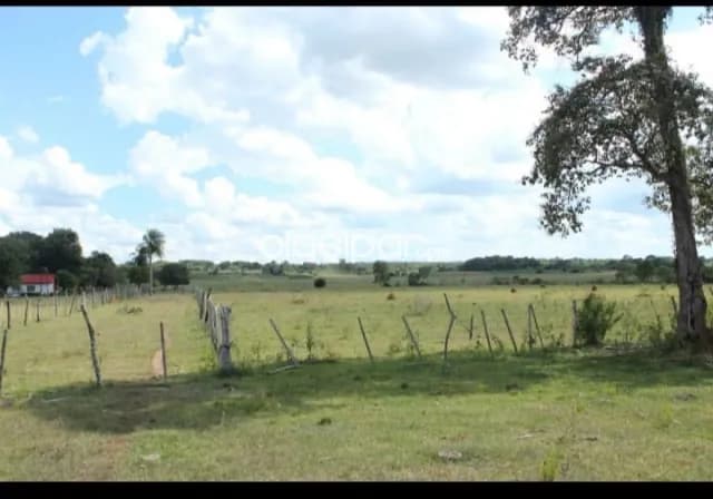 Repatriación, caaguazú: 180 has, 50% mecanizada, alta producción en vigencia, 25.000.000 g — foto 5