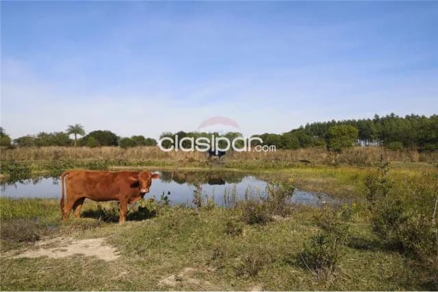 En venta campo de 52 has en ybycui — foto 2