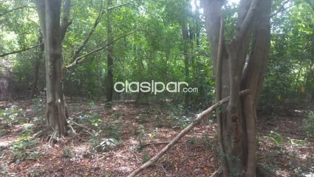 Ita-cpñia. Curupayti. Vendo 5 hectáreas y 32 mts2 — foto 3
