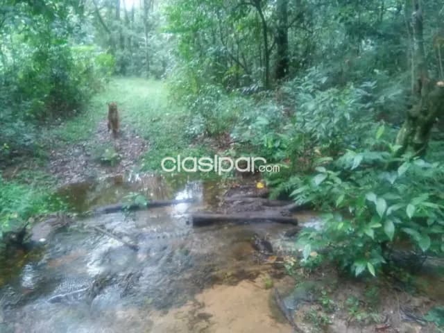 Escobar, paraguarí: 2 inigualables propiedades, 24,5has c/u, cascadas, arroyos, bosques — foto 4