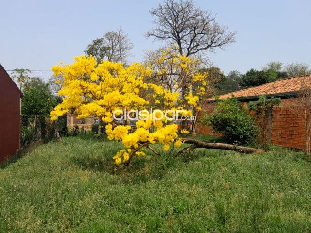 Una propiedad que florece con los lapachos de Mariano Roque Alonso, foto 1
