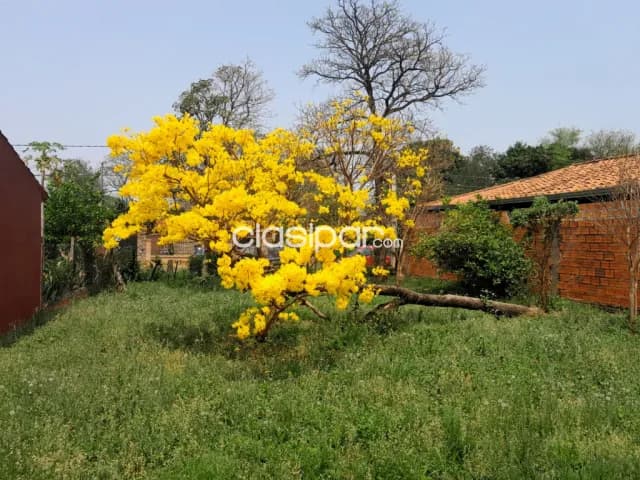 Un rincón de oro natural en Mariano Roque Alonso, foto 2