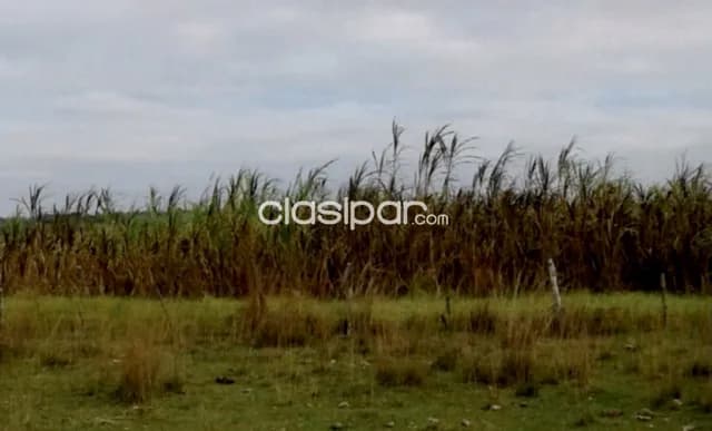 Campo Agrícola/Ganadero en Tacuaras - 470 Ha — foto 4