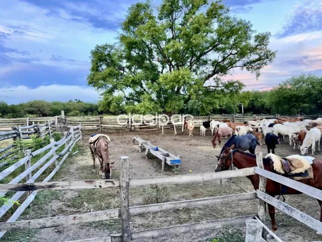 Campo Ganadero en Gral. Bruguez - 770 Ha — foto 2