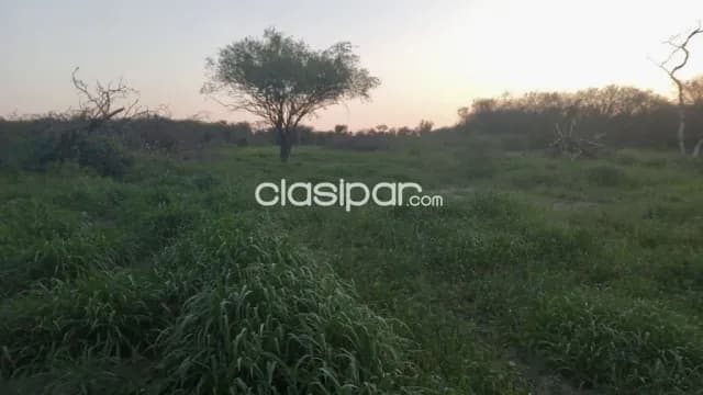 Campo Ganadero en Gral. Bruguez - 770 Ha — foto 3