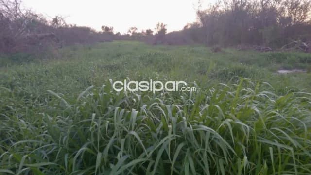 Campo Ganadero en Gral. Bruguez - 770 Ha — foto 4
