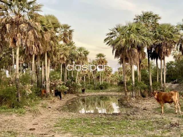 Campo Ganadero en Gral. Bruguez - 770 Ha — foto 5
