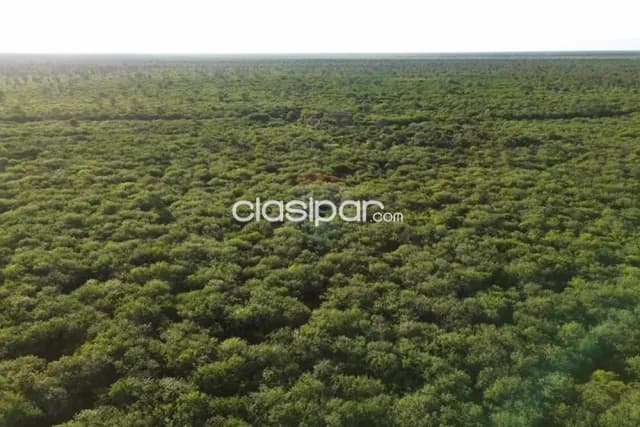 En venta campo de 312 has — foto 4