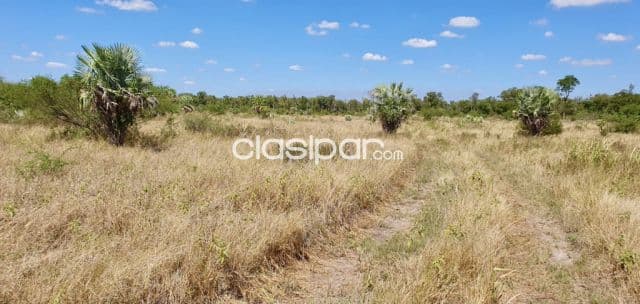 Campo Ganadero en Benjamín Aceval - 328 Ha