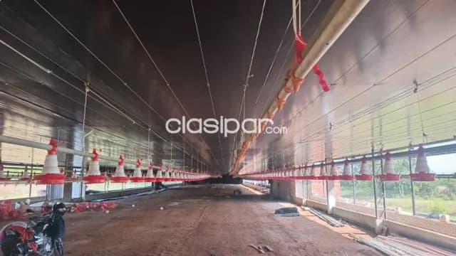 Establecimiento industrial avícola ubicado en pedrozo entre caacupe y pirayu, foto 3
