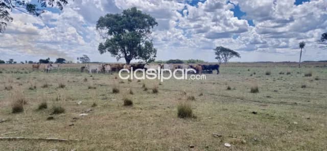 682 ha. Campo en villalbin - dpto. Ñeembucu — foto 3