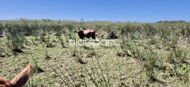 682 ha. Campo en villalbin - dpto. Ñeembucu — foto 4