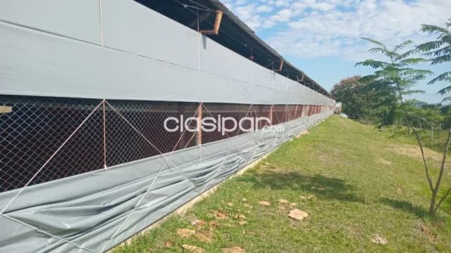 Caacupe-pedrozo. Vendo establecimiento avícola de 4 hectáreas, foto 2