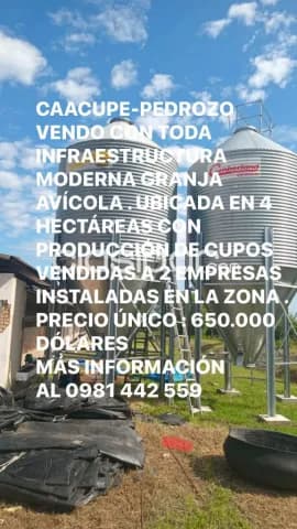 Caacupe-pedrozo. Vendo establecimiento avícola de 4 hectáreas, foto 4