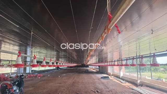 Caacupe-pedrozo. Vendo establecimiento avícola de 4 hectáreas, foto 5