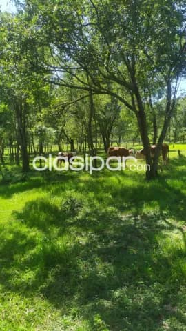 Quiindy vendo propiedad de 10 hectáreas para turismo aventura, hostelería,vacacionar,etc, foto 3