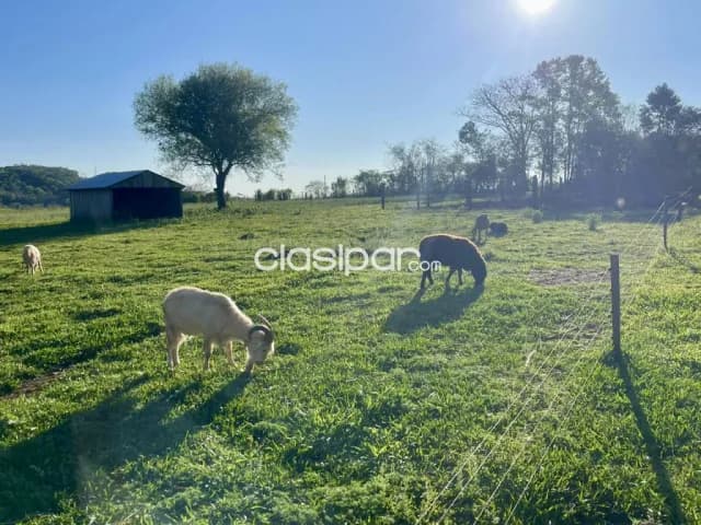 Granja en Hohenau - 6 Ha, foto 4