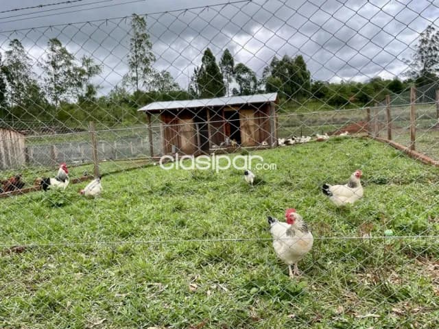 Granja en Hohenau - 6 Ha, foto 5