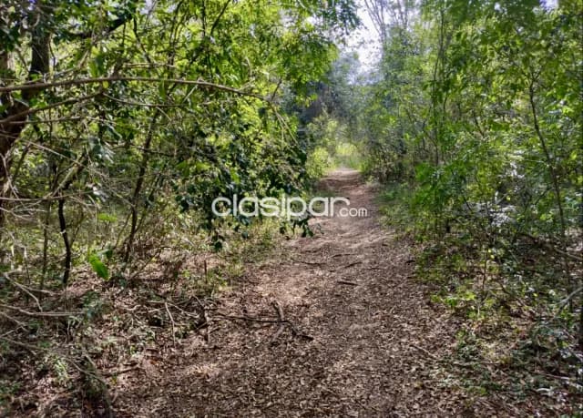 Campo Ganadero en Luque - 52 Ha, foto 3