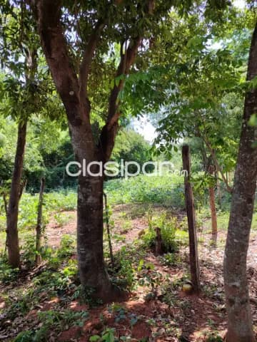 Tarumandy, Luque, camino sanber: 3 lotes multiuso, 360m2 c/u, ubicación ideal, foto 3