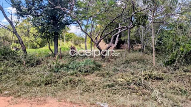 Terreno detrás del 🌳vivero pozo azul - Luque, foto 4
