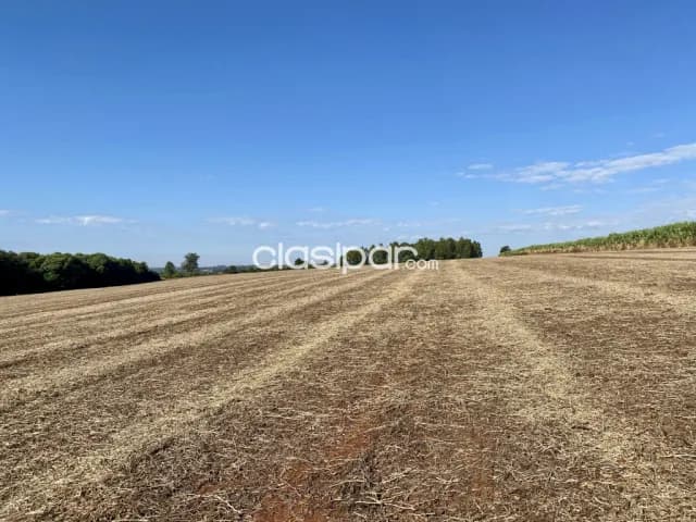 Terreno Agrícola Mecanizado en Bella Vista - 15 Ha — foto 5