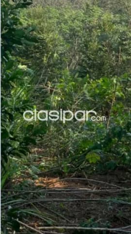 Ciervo cua, sanber: 4.8 has, vista infinita al lago, alto crecimiento inmobiliario, loteam — foto 2