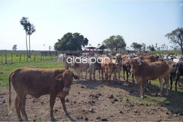 Estancia/Campo - Venta - Paraguay Presidente Hayes General José María Bruguéz ESTANCIA DE