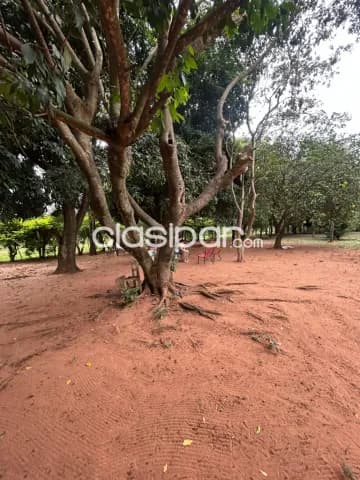 Paraguarí, oportunidad: 6 has, hermosa granja p/ producción y relax – 580.000.000 gs — foto 5