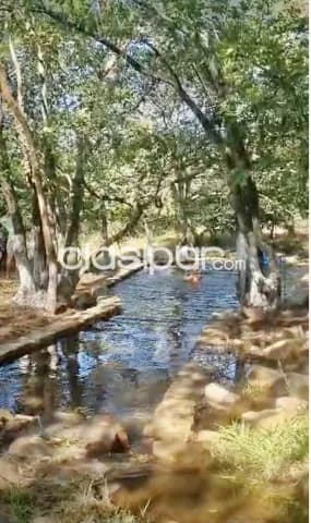 Belleza de casaquinta en emboscada-zona gujaibity, foto 3
