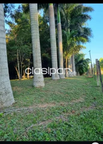 San jose de los arroyos, caaguazú: 50 has, s/ ruta, establecimiento desarrollado, alambrad, foto 2