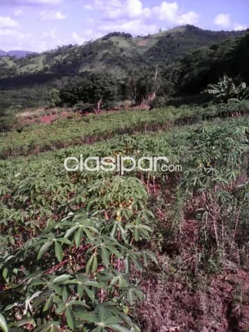 Guaira, ladera cerro ybyturuzu: 20 has, alto rendimiento mixto, luz, agua, 880.000.000 gs — foto 5