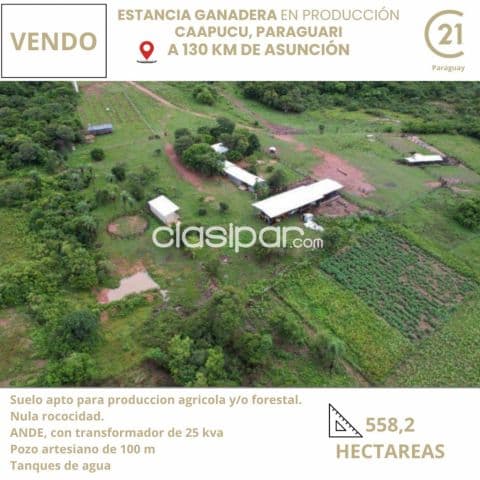En Caapucu a 5 Km de ruta 1 . Estancia Formada 558 hectareas, foto 1