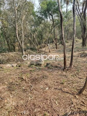 21 ha. De campo en San Bernardino - zona ciervo cua — foto 4