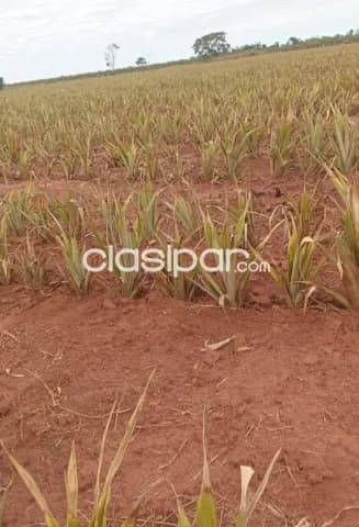 Hermosa propiedad de 5 htas. Preparada para granja - zona bertoni!! Santani — foto 3