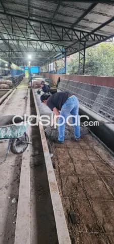 Cnel. Oviedo, ideal p/ cria de cerdos! 65 has formadas, floreciente productividad, s/ruta, foto 5